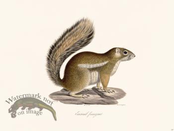 Cuvier 267 Fosseyeur Squirrel